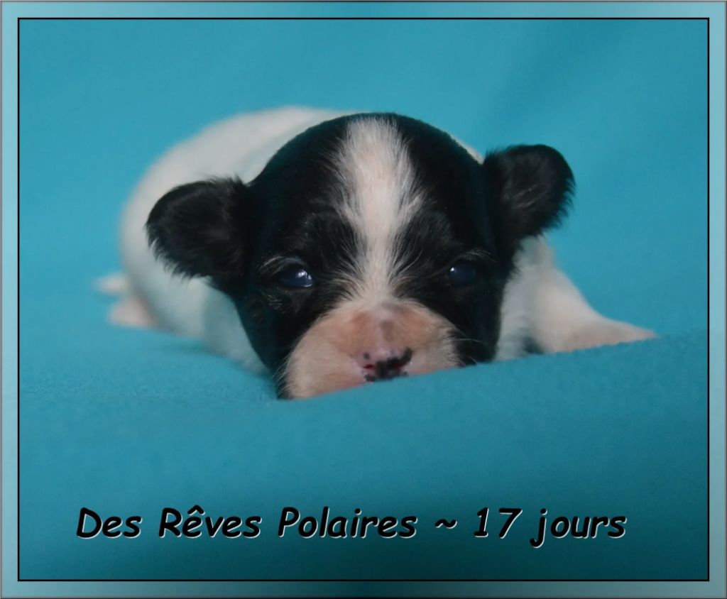 des rèves polaires - Chiots disponibles - Epagneul nain Continental (Papillon)