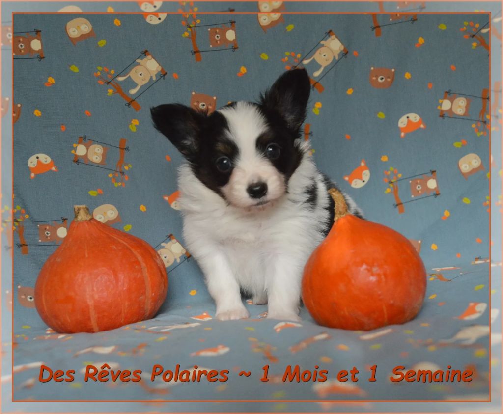 des rèves polaires - Chiots disponibles - Epagneul nain Continental (Papillon)
