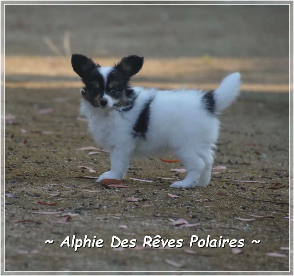 des rèves polaires - Chiots disponibles - Epagneul nain Continental (Papillon)