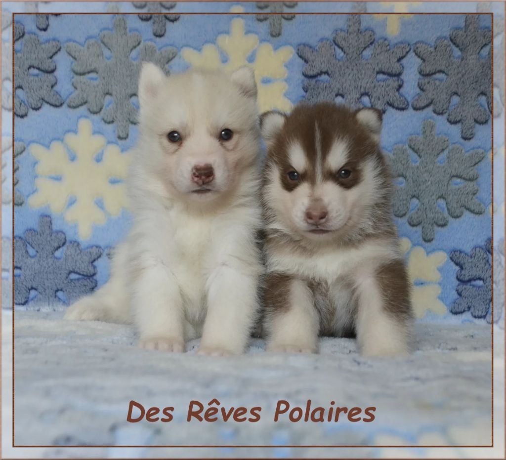 des rèves polaires - Siberian Husky - Portée née le 28/07/2025