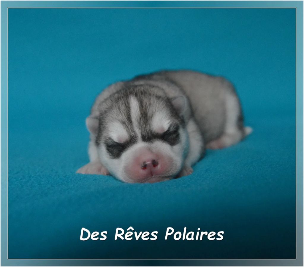 des rèves polaires - Chiots disponibles - Siberian Husky