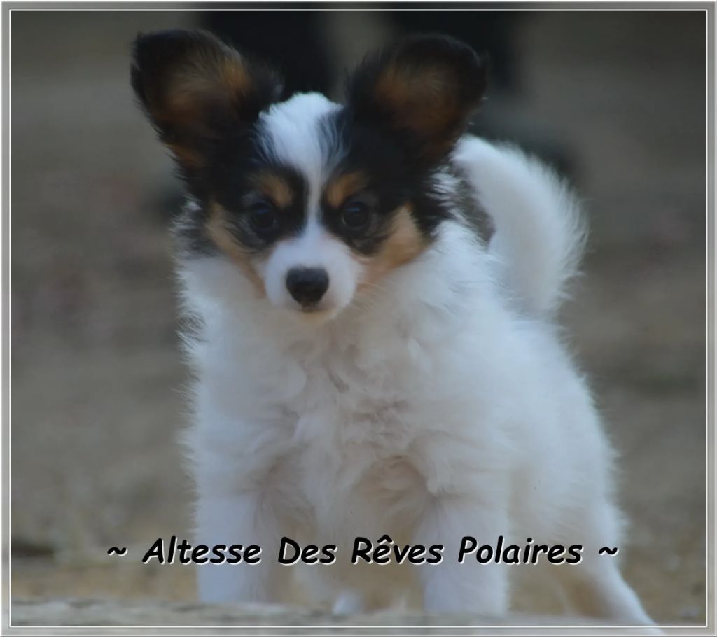 des rèves polaires - Chiots disponibles - Epagneul nain Continental (Papillon)