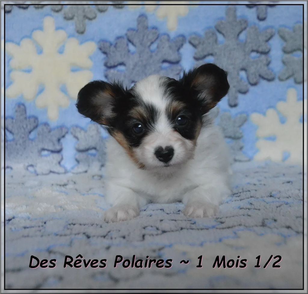 des rèves polaires - Chiots disponibles - Epagneul nain Continental (Papillon)