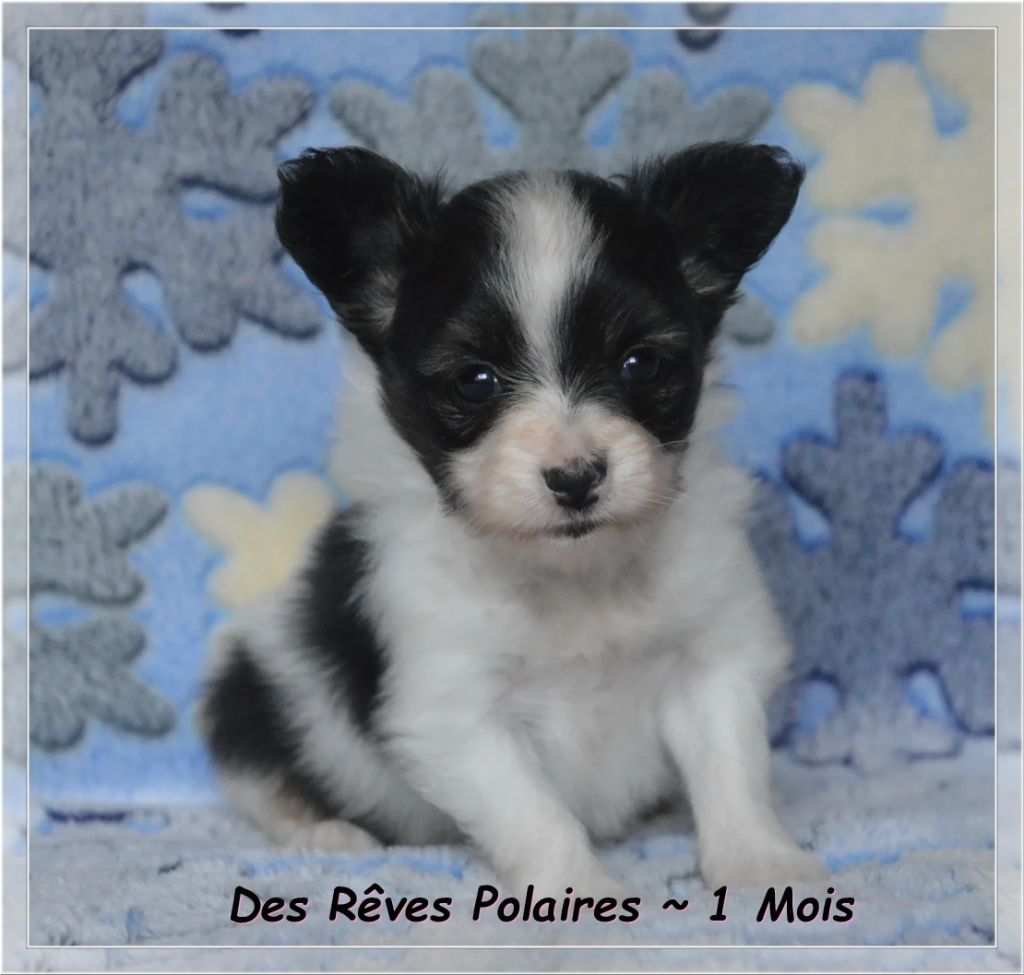 des rèves polaires - Chiots disponibles - Epagneul nain Continental (Papillon)