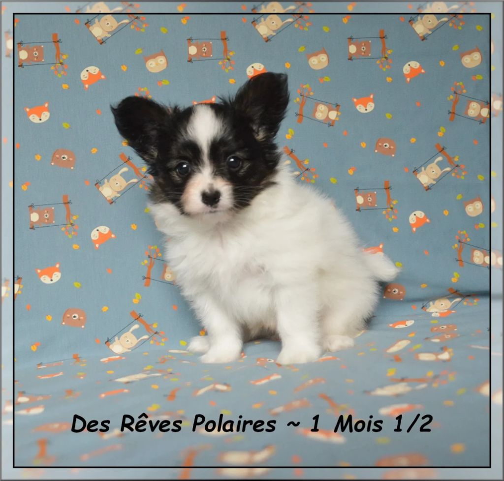 des rèves polaires - Chiots disponibles - Epagneul nain Continental (Papillon)