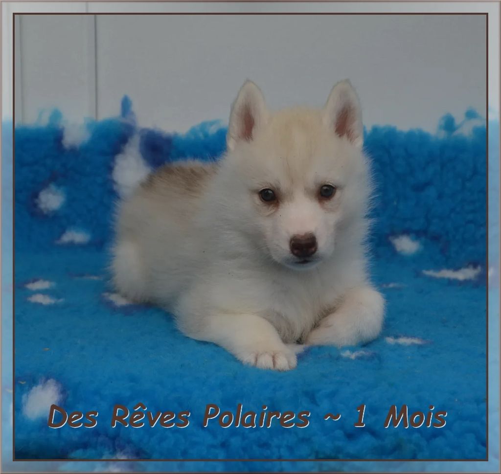 des rèves polaires - Chiots disponibles - Siberian Husky