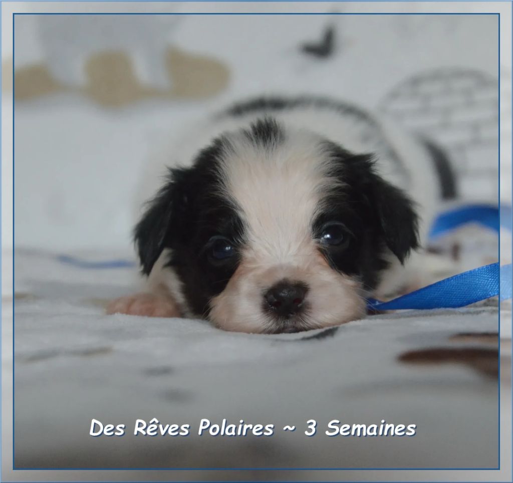 des rèves polaires - Chiots disponibles - Epagneul nain Continental (Papillon)
