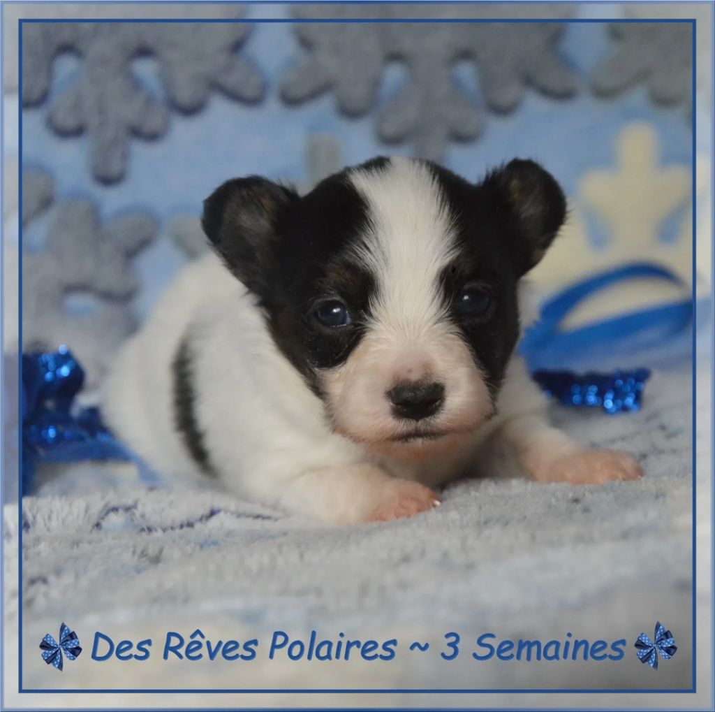 des rèves polaires - Chiots disponibles - Epagneul nain Continental (Papillon)