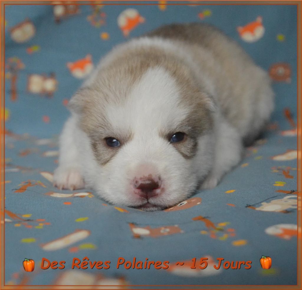 des rèves polaires - Chiots disponibles - Siberian Husky