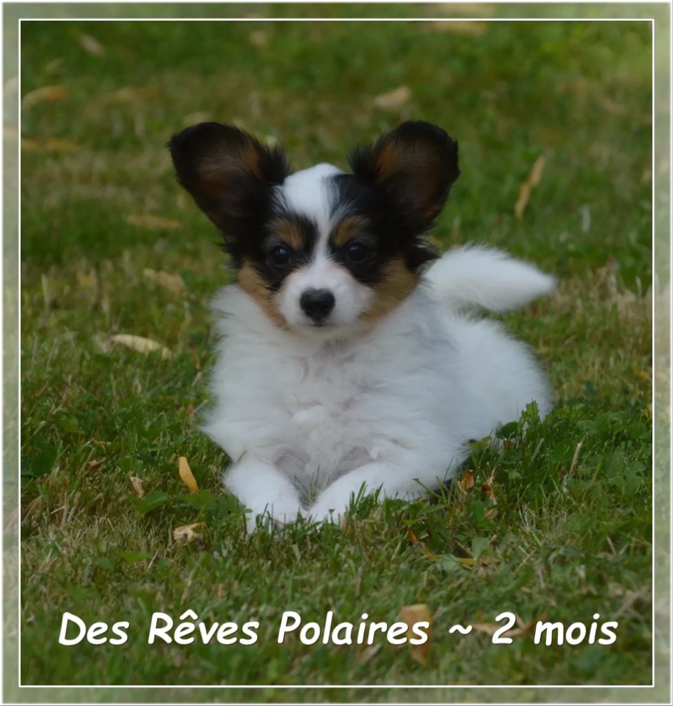 des rèves polaires - Chiots disponibles - Epagneul nain Continental (Papillon)