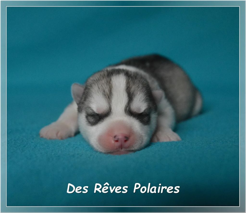 des rèves polaires - Chiots disponibles - Siberian Husky