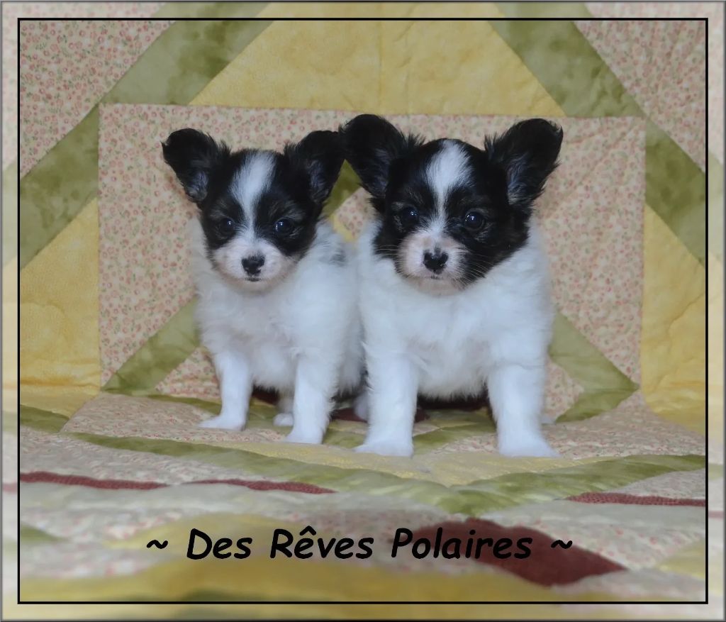 des rèves polaires - Epagneul nain Continental (Papillon) - Portée née le 24/05/2025