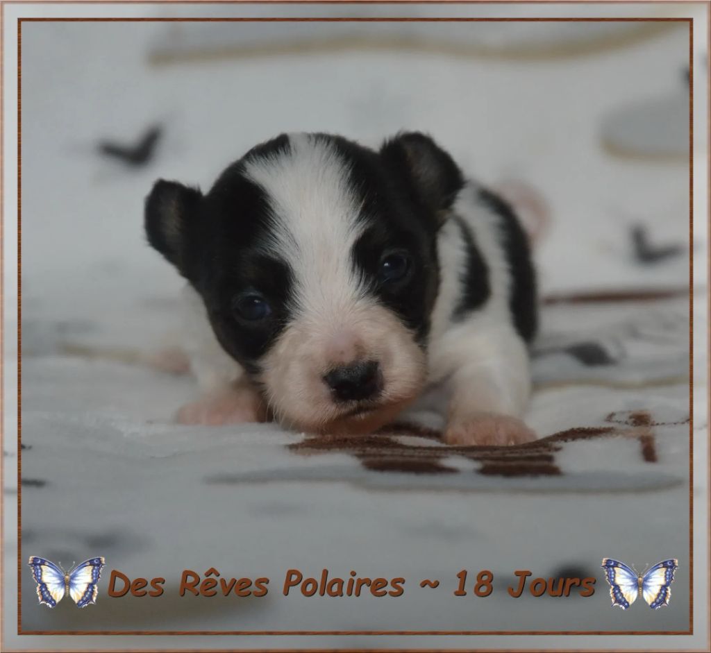 des rèves polaires - Chiots disponibles - Epagneul nain Continental (Papillon)