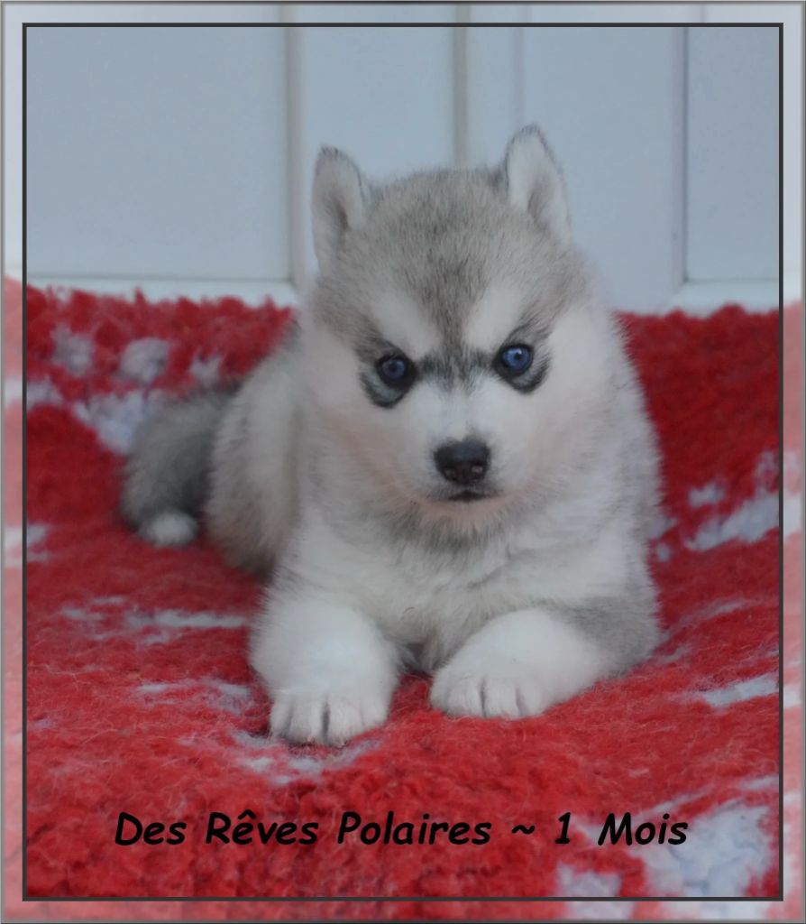 des rèves polaires - Chiots disponibles - Siberian Husky