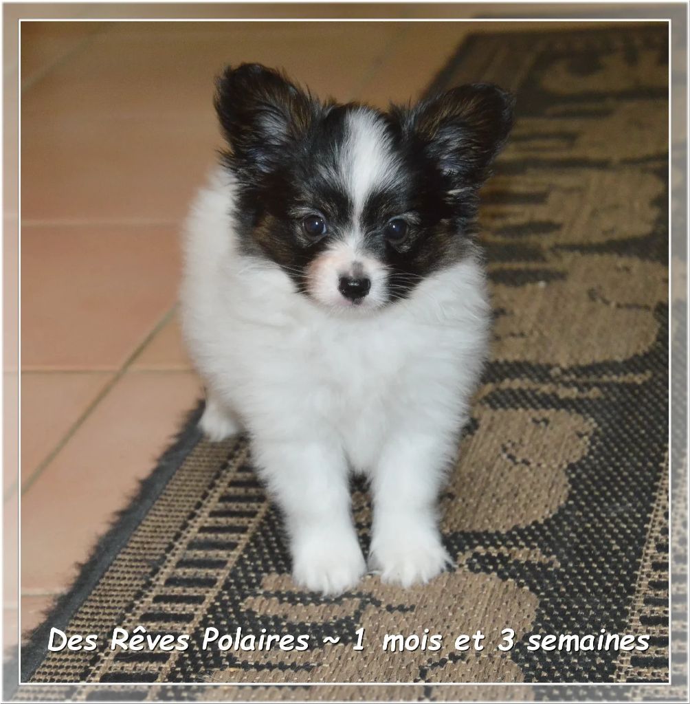 des rèves polaires - Chiots disponibles - Epagneul nain Continental (Papillon)