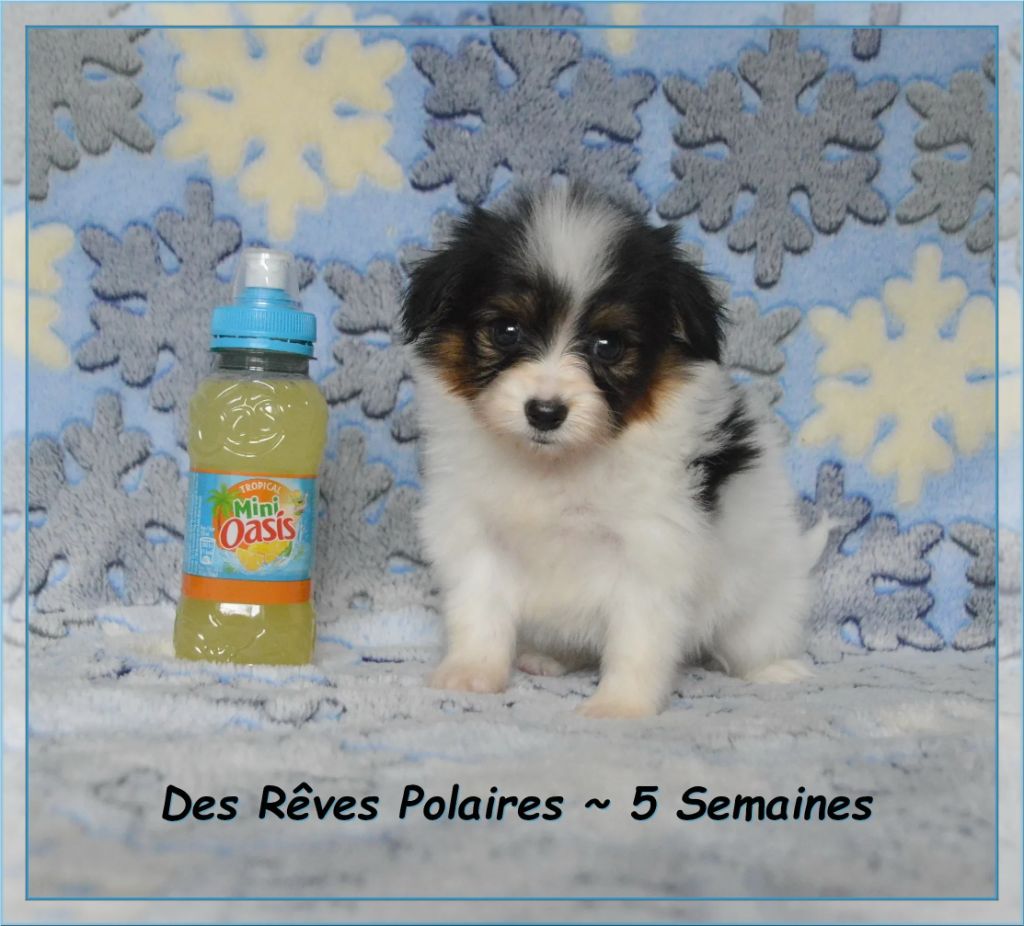 des rèves polaires - Chiots disponibles - Epagneul nain Continental (Papillon)