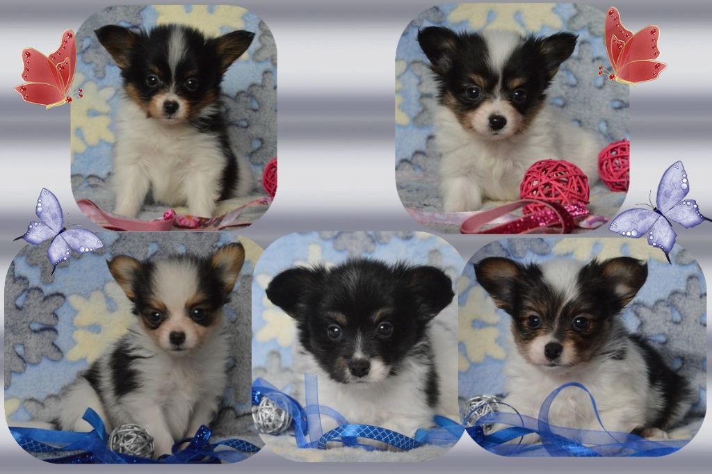 Chiot Epagneul nain Continental (Papillon) des rèves polaires