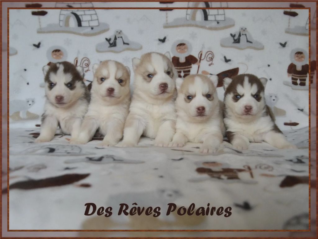 des rèves polaires - Siberian Husky - Portée née le 22/01/2025