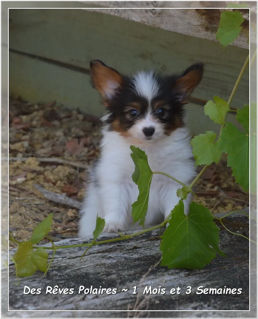 des rèves polaires - Chiots disponibles - Epagneul nain Continental (Papillon)