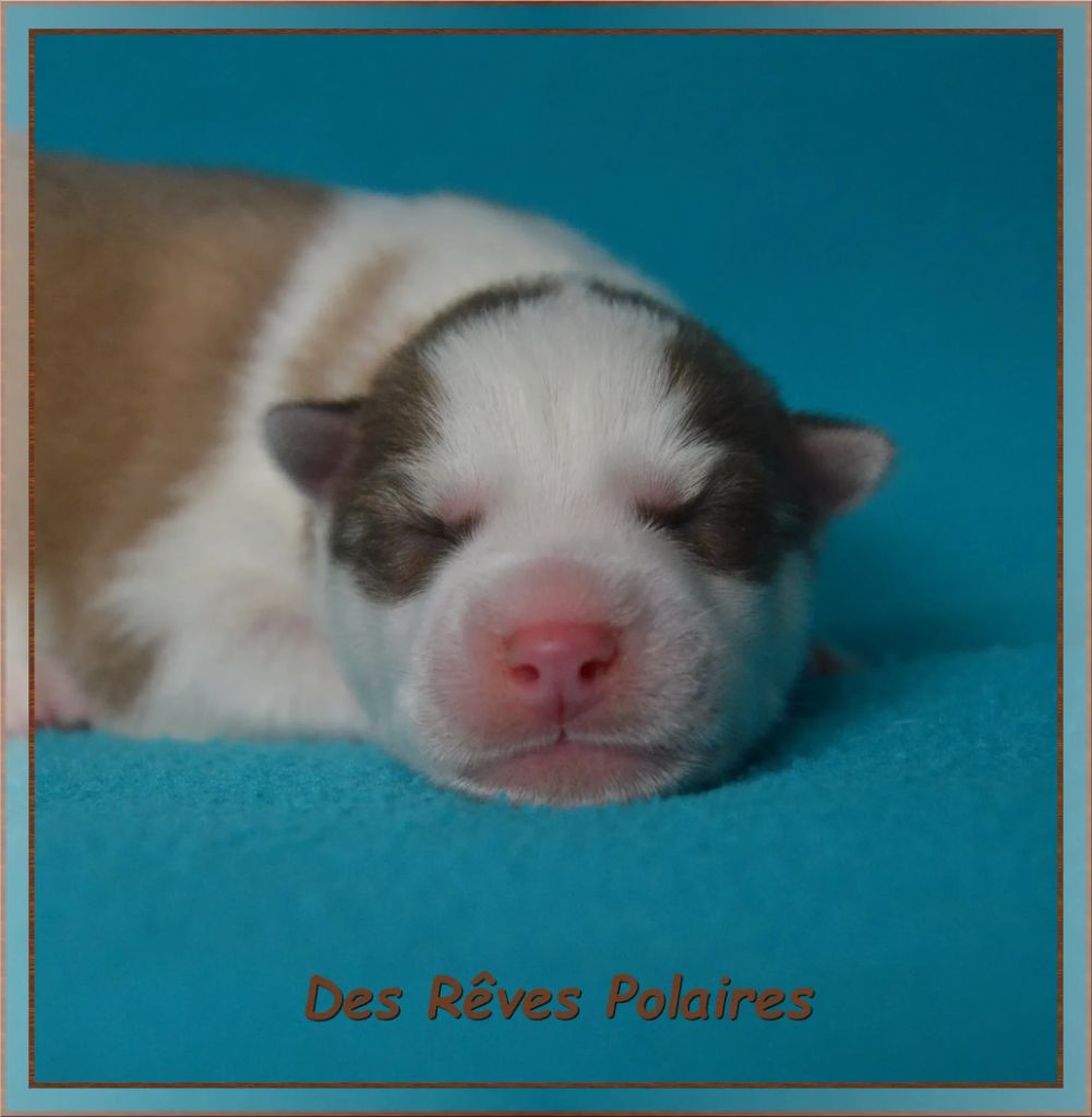 des rèves polaires - Chiots disponibles - Siberian Husky