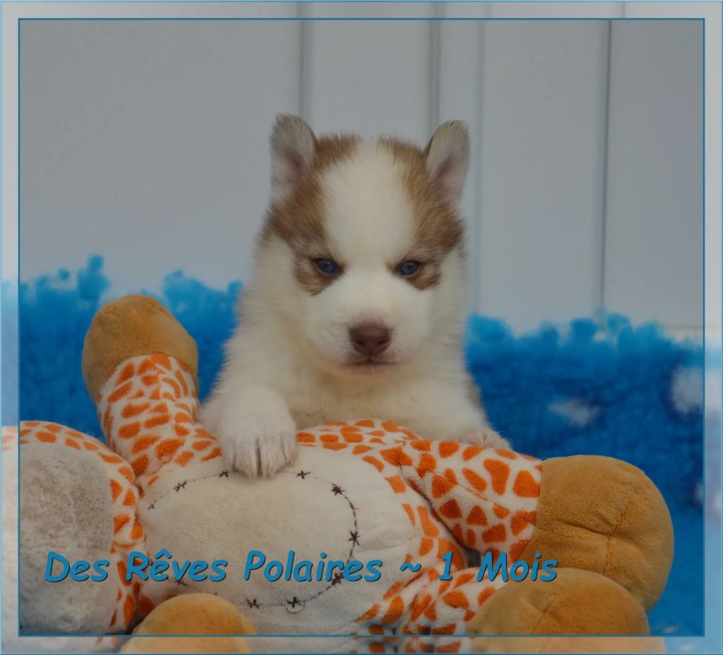 des rèves polaires - Chiots disponibles - Siberian Husky