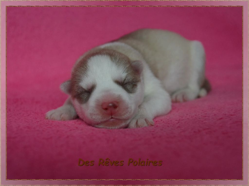 des rèves polaires - Chiots disponibles - Siberian Husky