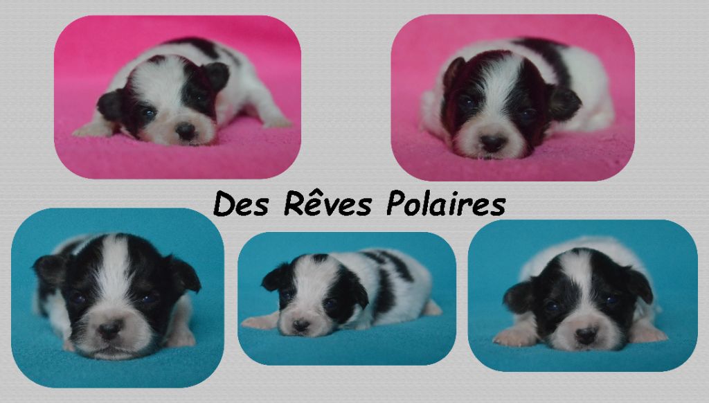 Chiot Epagneul nain Continental (Papillon) des rèves polaires