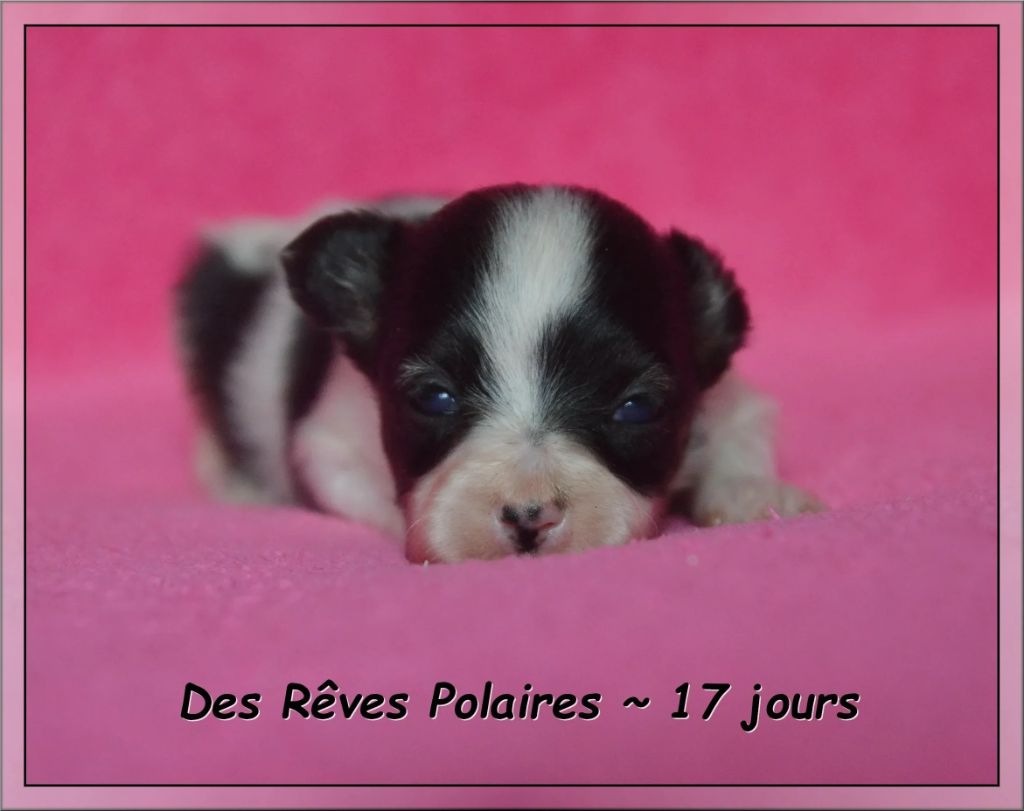 des rèves polaires - Chiots disponibles - Epagneul nain Continental (Papillon)