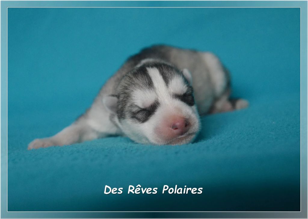 des rèves polaires - Chiots disponibles - Siberian Husky
