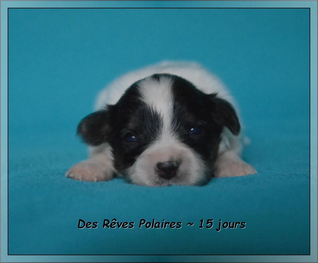 des rèves polaires - Chiots disponibles - Epagneul nain Continental (Papillon)