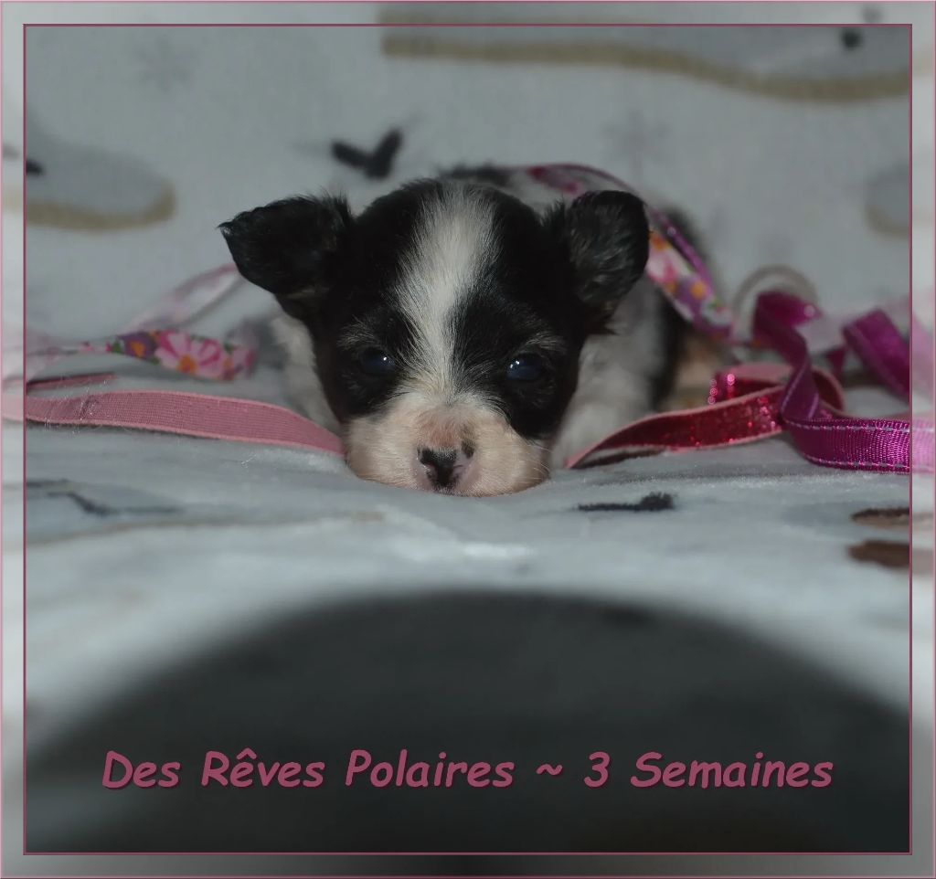 des rèves polaires - Chiots disponibles - Epagneul nain Continental (Papillon)