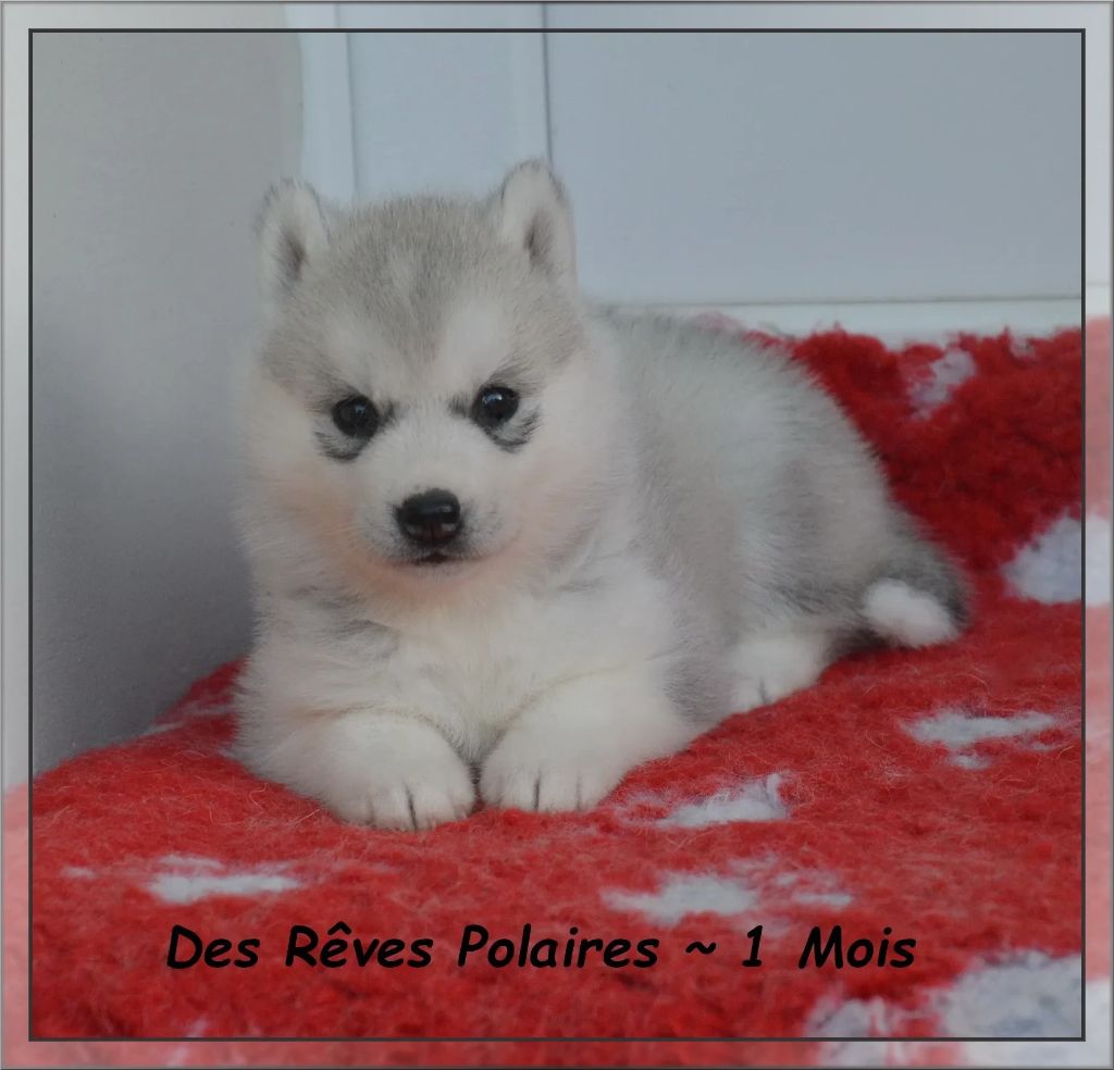 des rèves polaires - Chiots disponibles - Siberian Husky