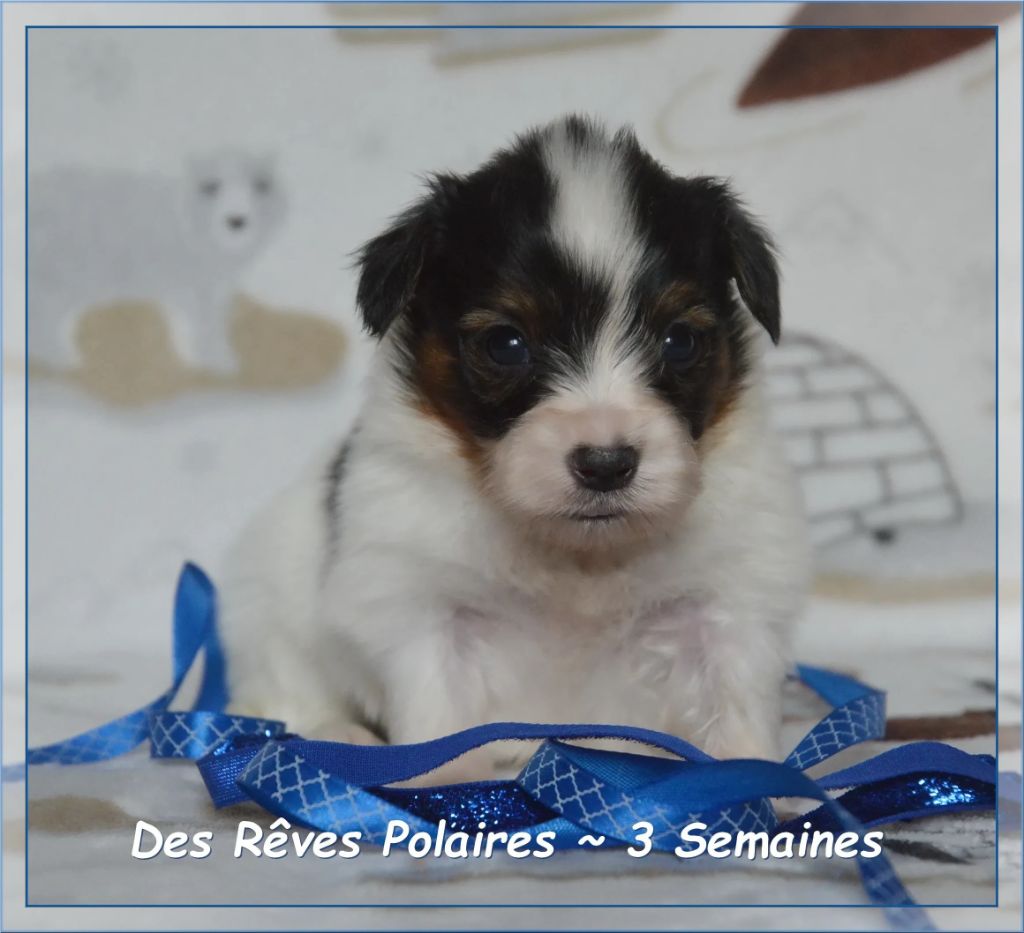 des rèves polaires - Chiots disponibles - Epagneul nain Continental (Papillon)