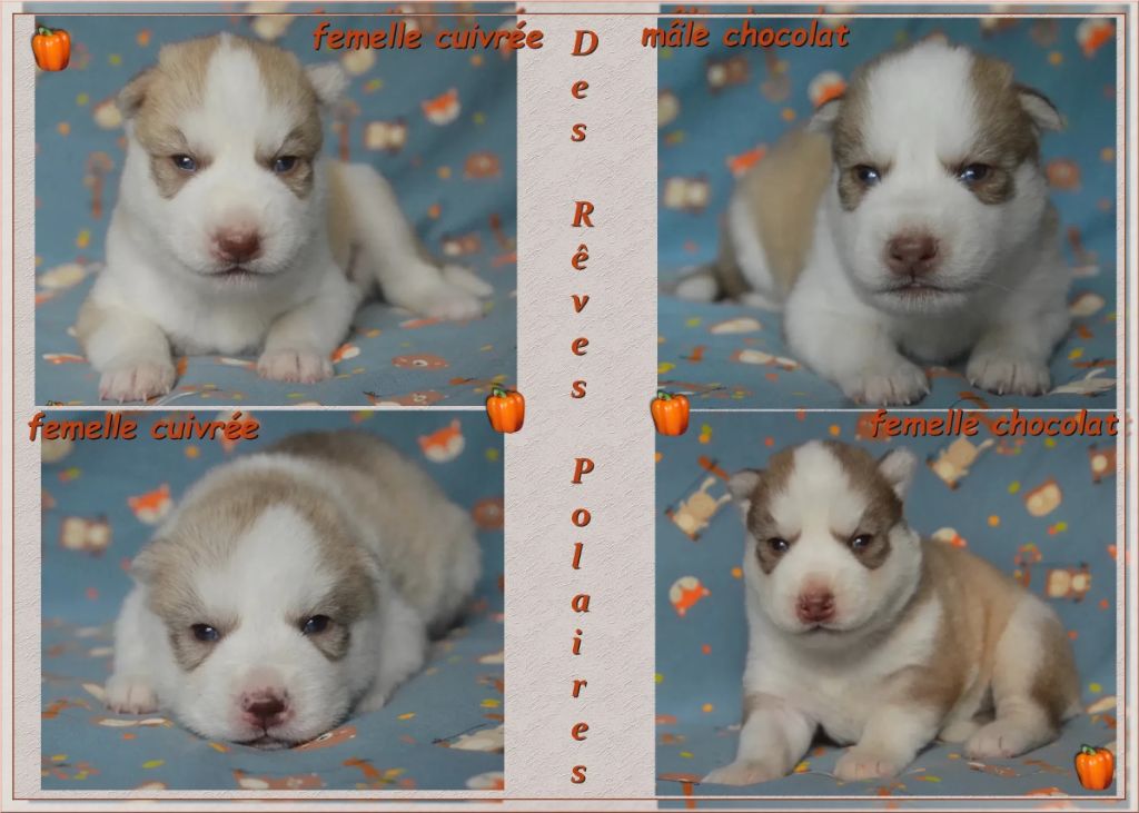 des rèves polaires - Siberian Husky - Portée née le 16/10/2025