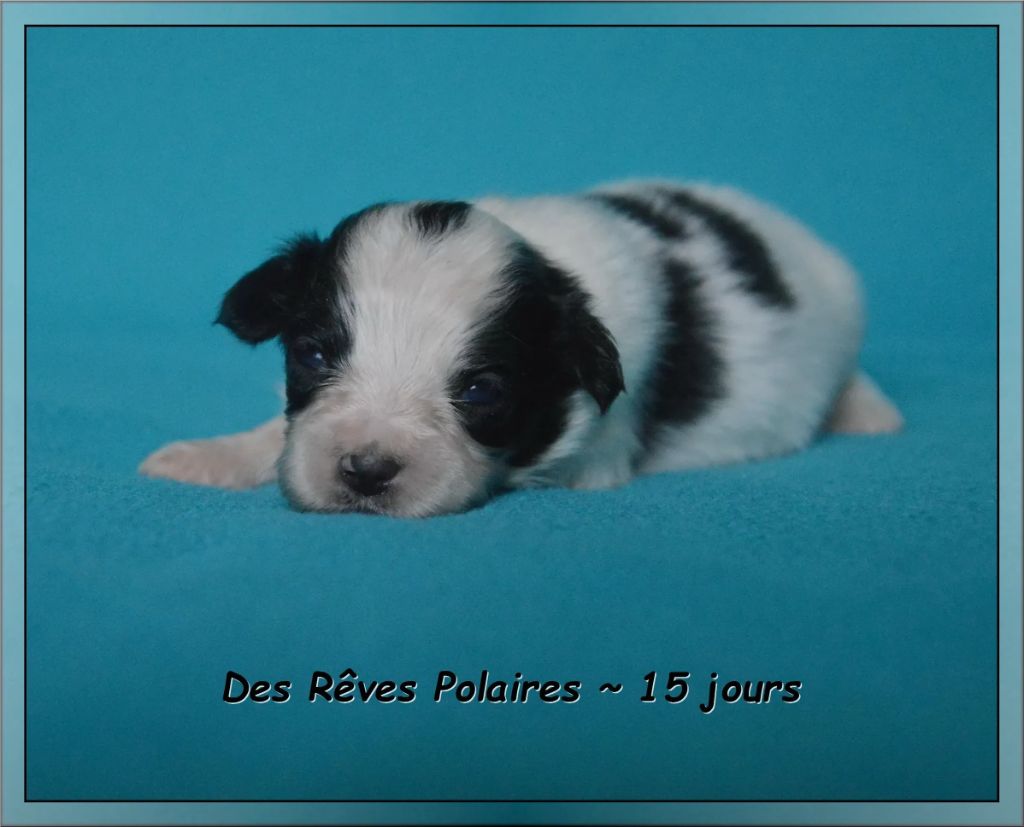 des rèves polaires - Chiots disponibles - Epagneul nain Continental (Papillon)