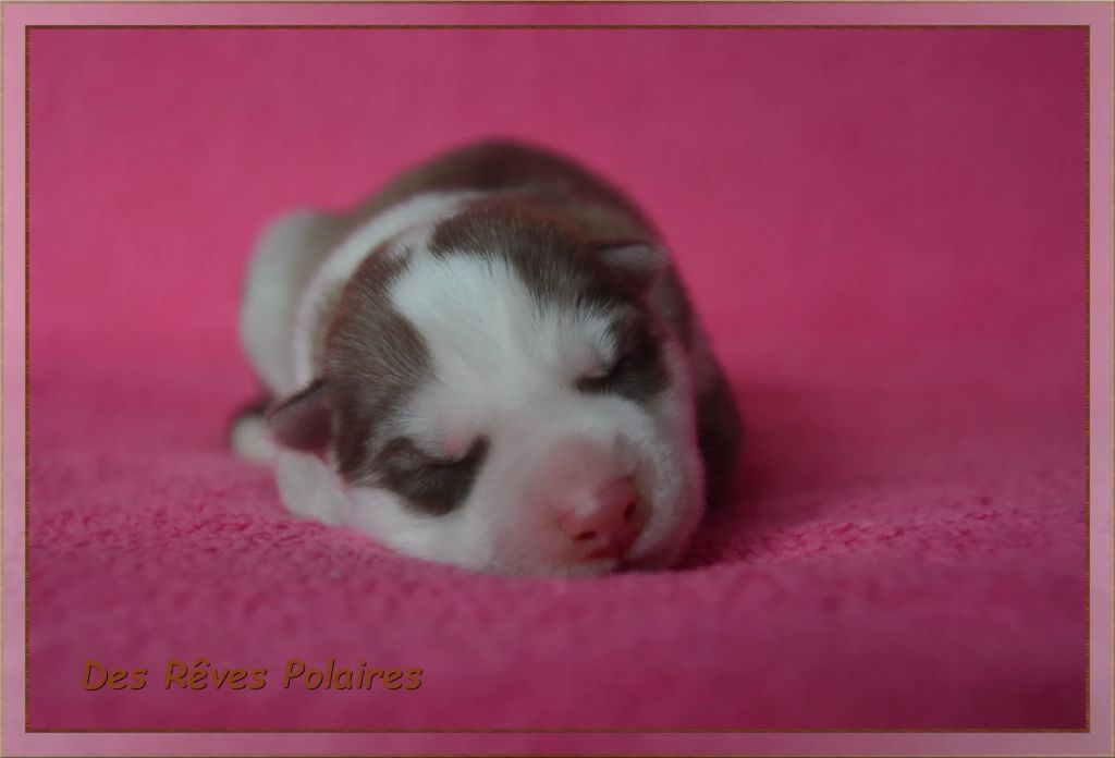 des rèves polaires - Chiots disponibles - Siberian Husky