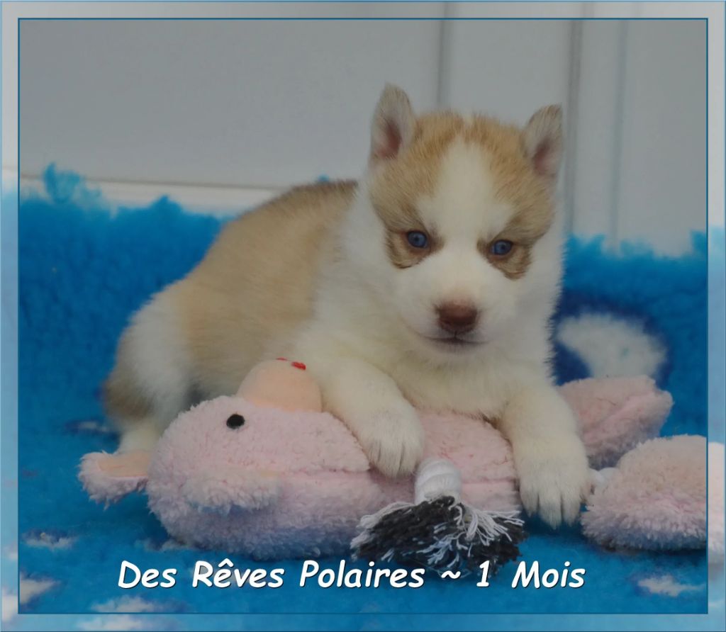 des rèves polaires - Chiots disponibles - Siberian Husky