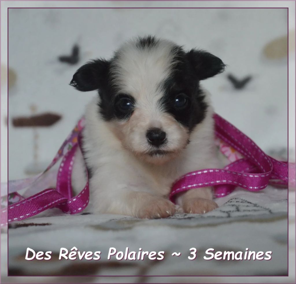 des rèves polaires - Chiots disponibles - Epagneul nain Continental (Papillon)