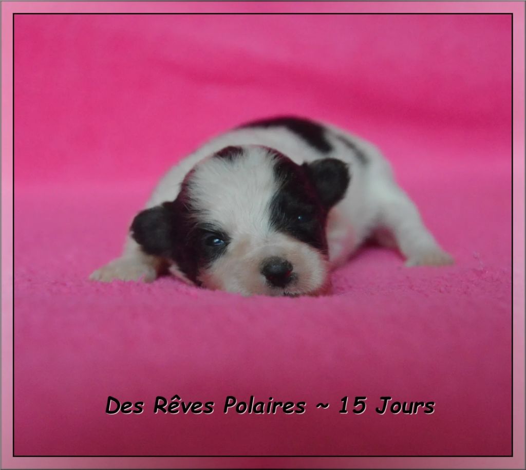 des rèves polaires - Chiots disponibles - Epagneul nain Continental (Papillon)