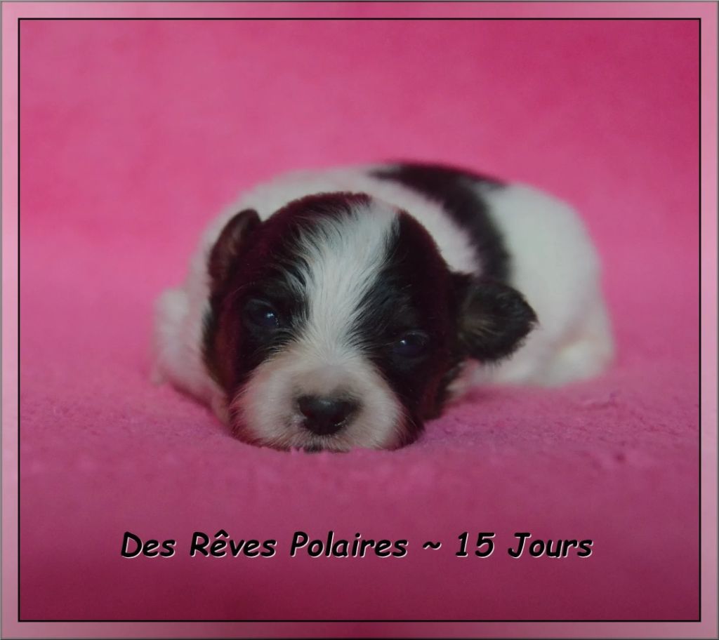 des rèves polaires - Chiots disponibles - Epagneul nain Continental (Papillon)