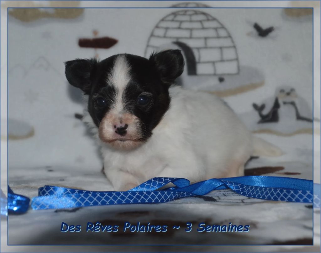 des rèves polaires - Chiots disponibles - Epagneul nain Continental (Papillon)