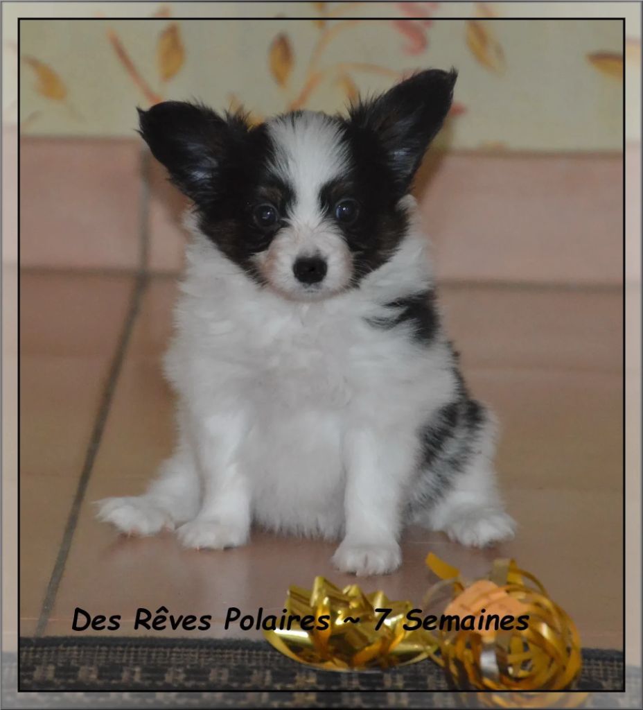 des rèves polaires - Chiots disponibles - Epagneul nain Continental (Papillon)