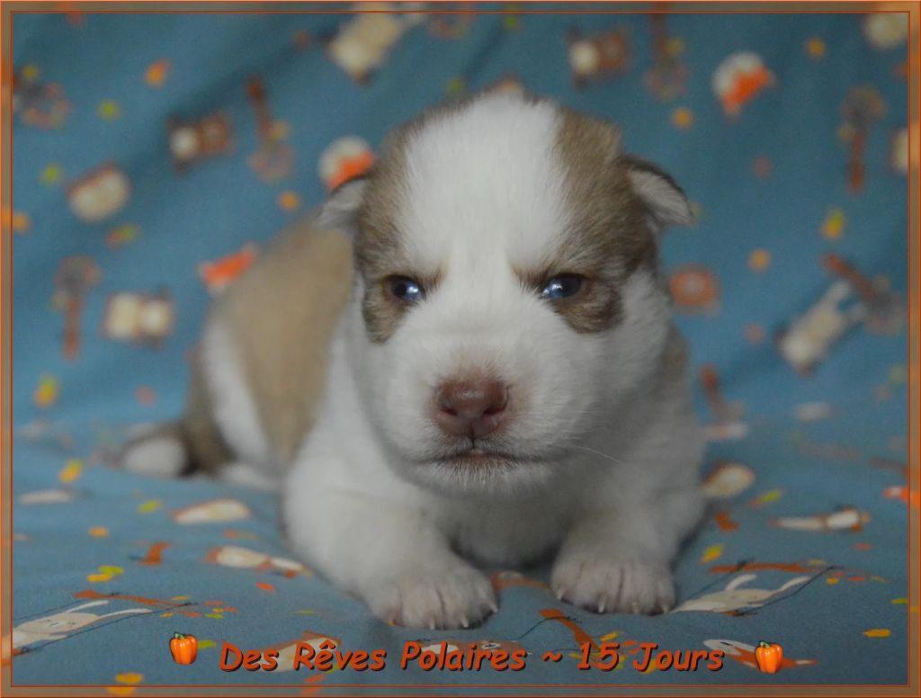 des rèves polaires - Chiots disponibles - Siberian Husky