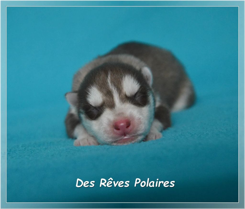 des rèves polaires - Chiots disponibles - Siberian Husky