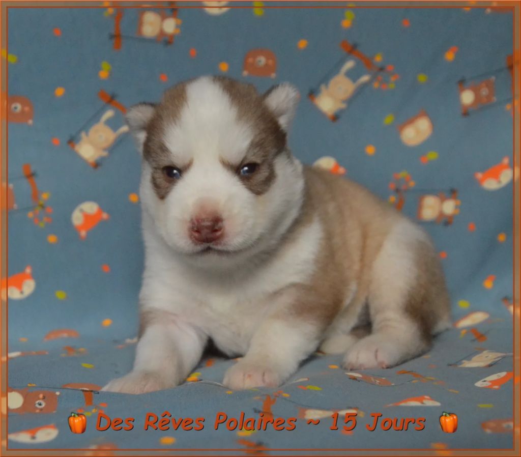 des rèves polaires - Chiots disponibles - Siberian Husky