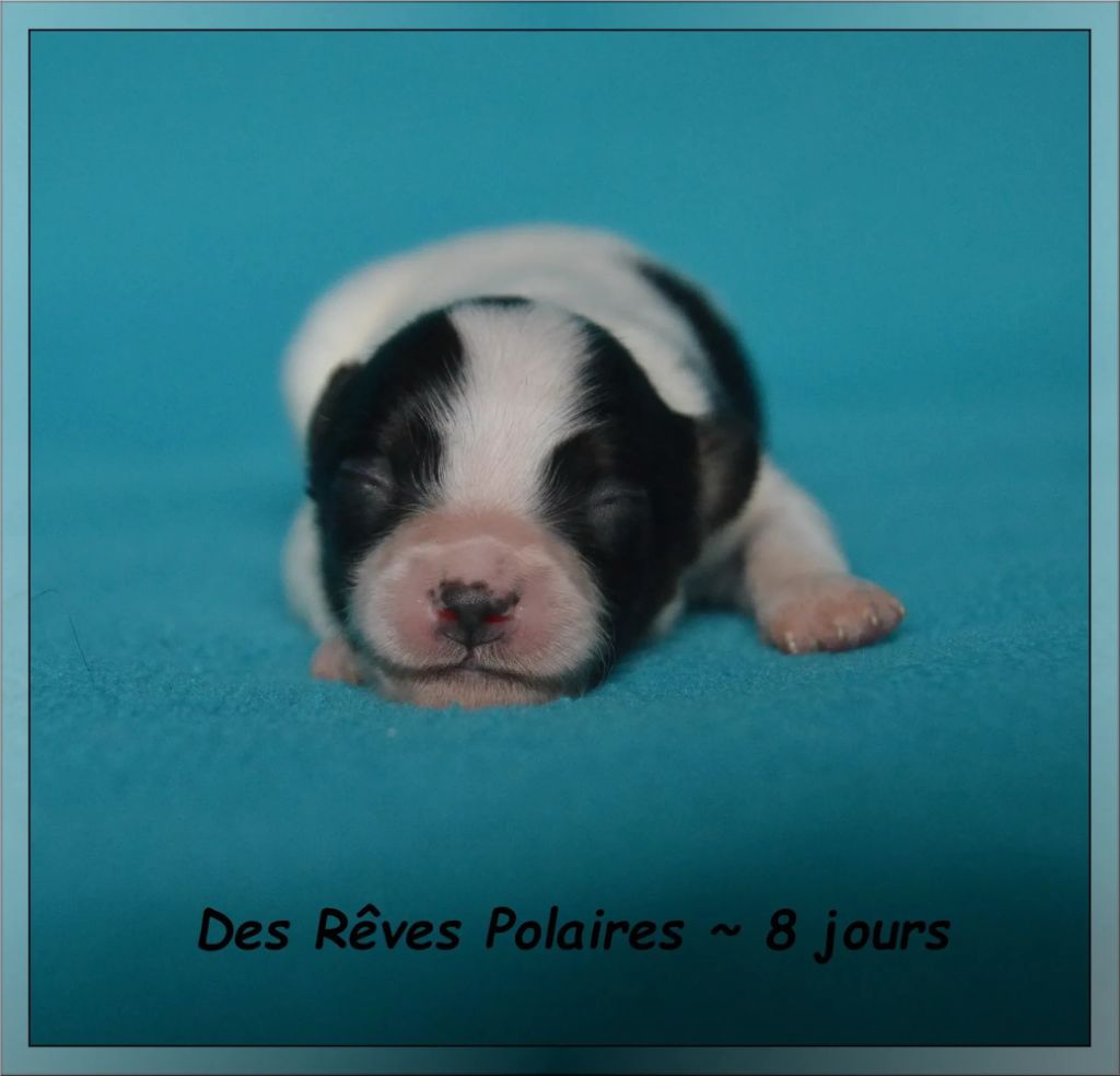 des rèves polaires - Chiots disponibles - Epagneul nain Continental (Papillon)