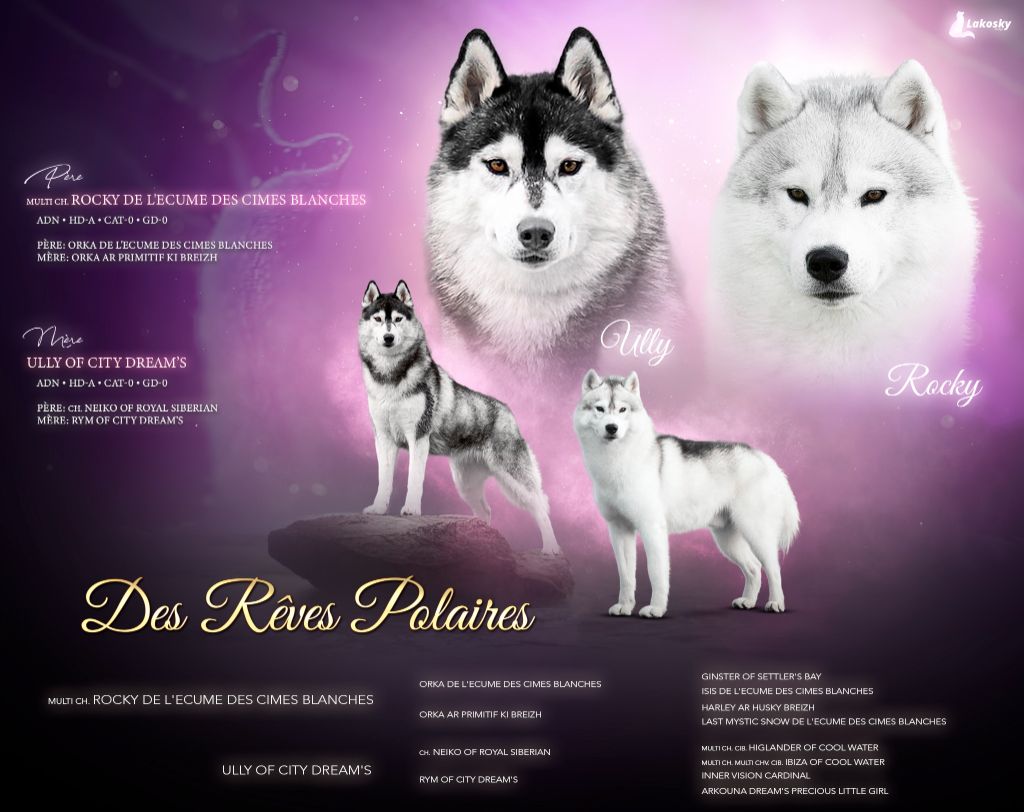 Chiot Siberian Husky des rèves polaires