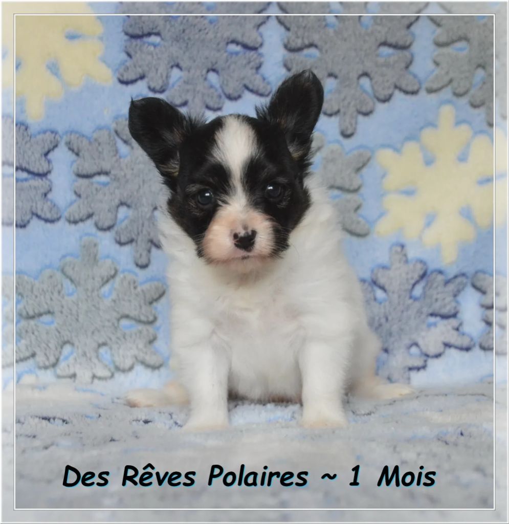 des rèves polaires - Chiots disponibles - Epagneul nain Continental (Papillon)