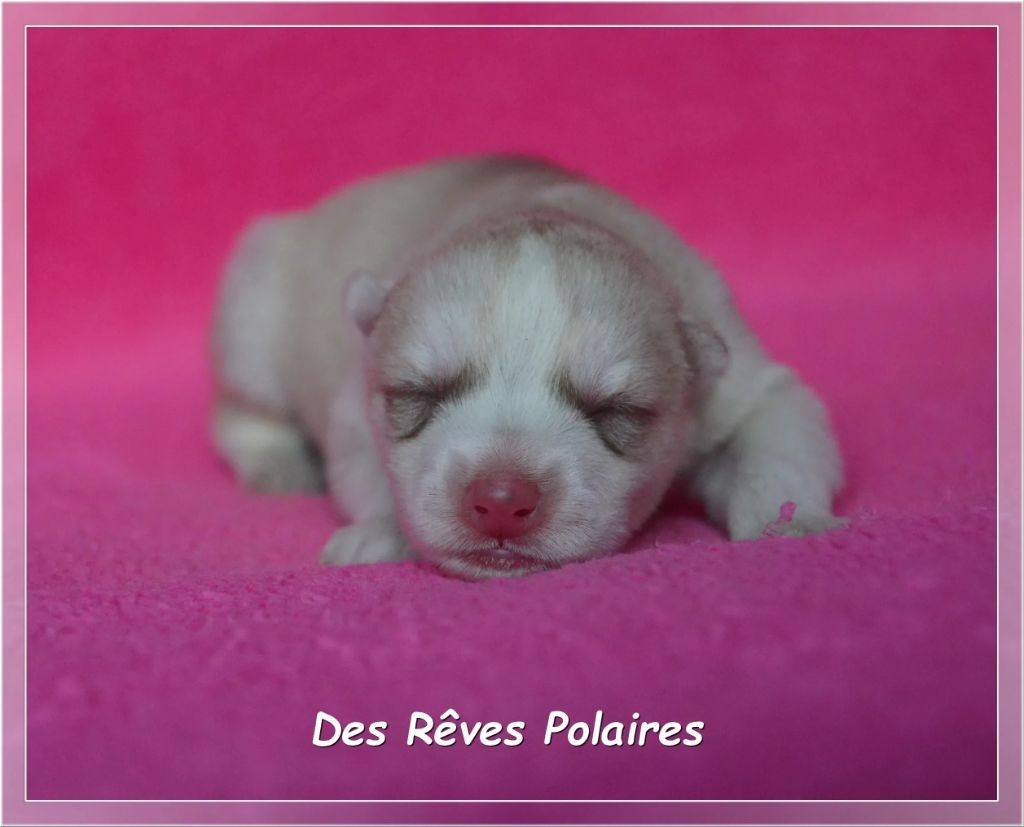 des rèves polaires - Chiots disponibles - Siberian Husky