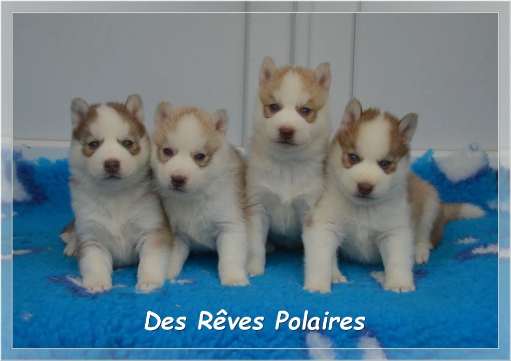 des rèves polaires - Siberian Husky - Portée née le 16/10/2025